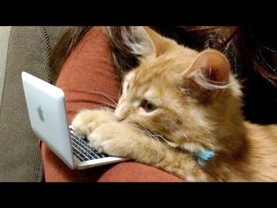Cats can be so weird