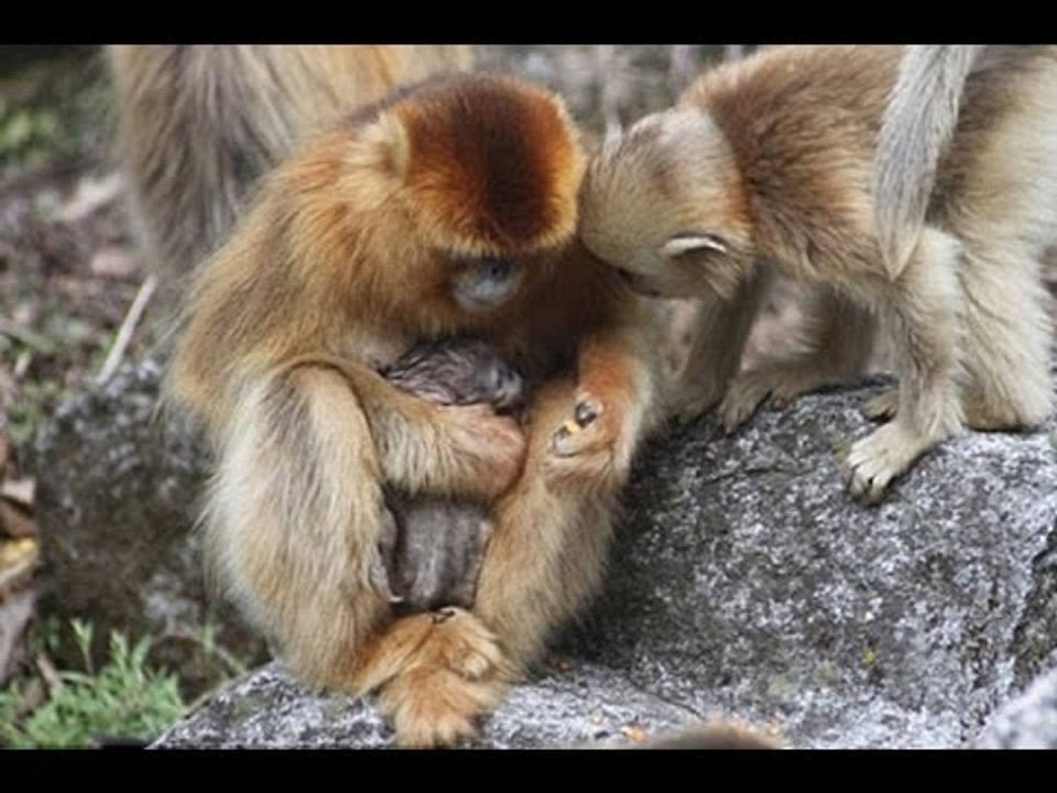Chuyện có thật - Bất ngờ loài khỉ biết đỡ đẻ cho nhau
