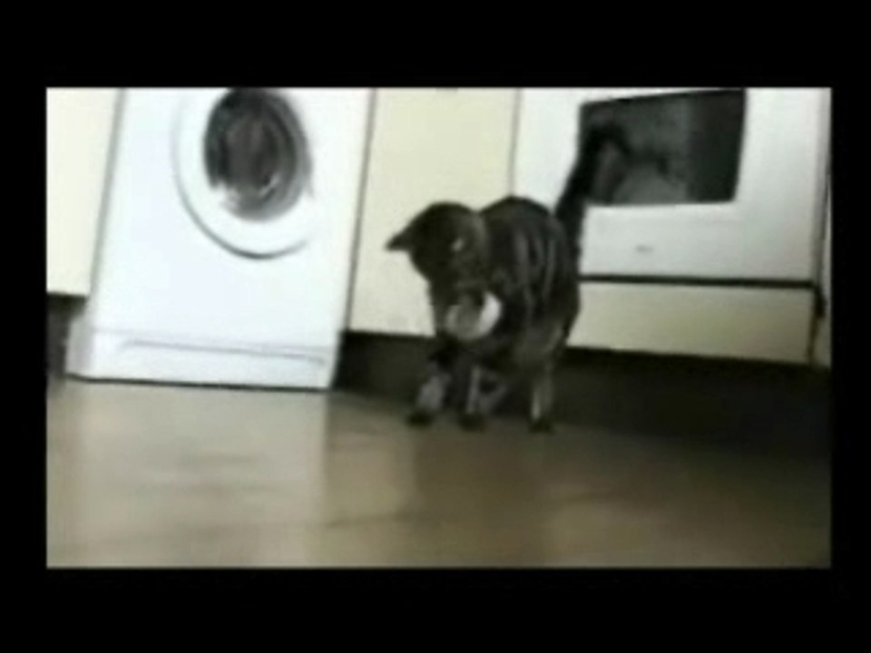 Compilation de chats