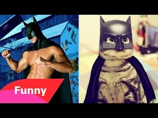 Cười đau bụng với những chú mèo học đòi làm Sao