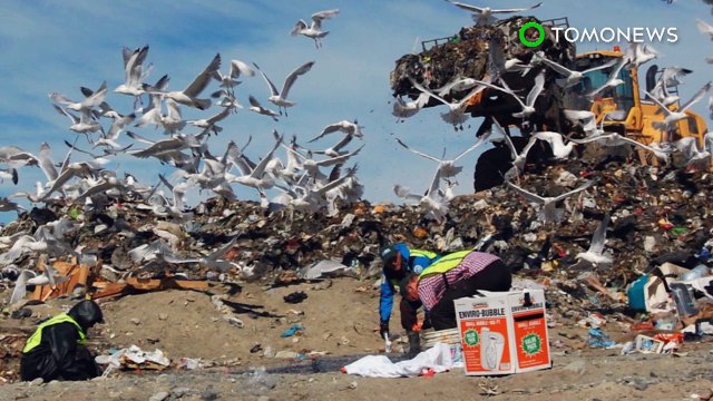 Gaivotas no Alaska carregam bactéria resistente a antibióticos.