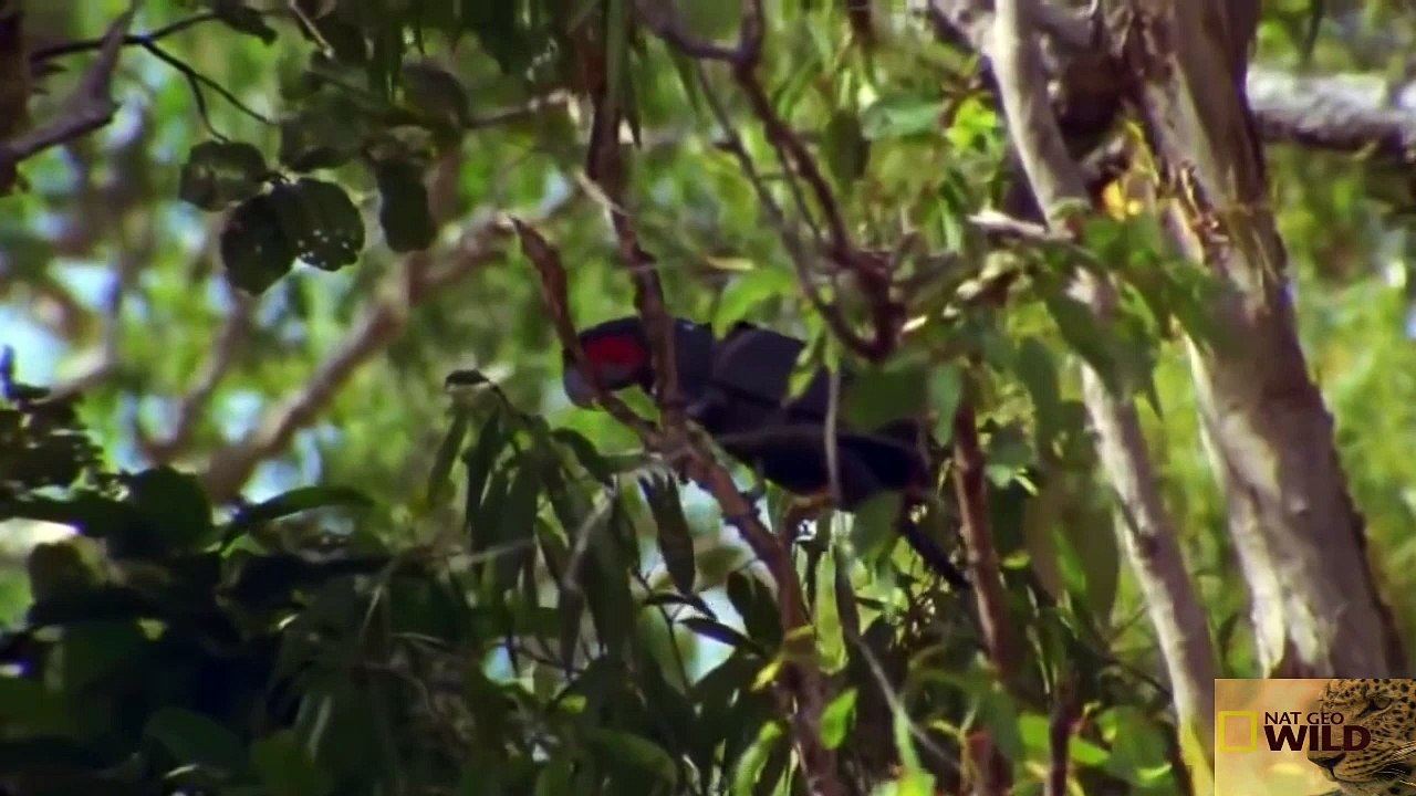 [Animals] - Discovery Channel Documentary - National Geographic Documentary(5)