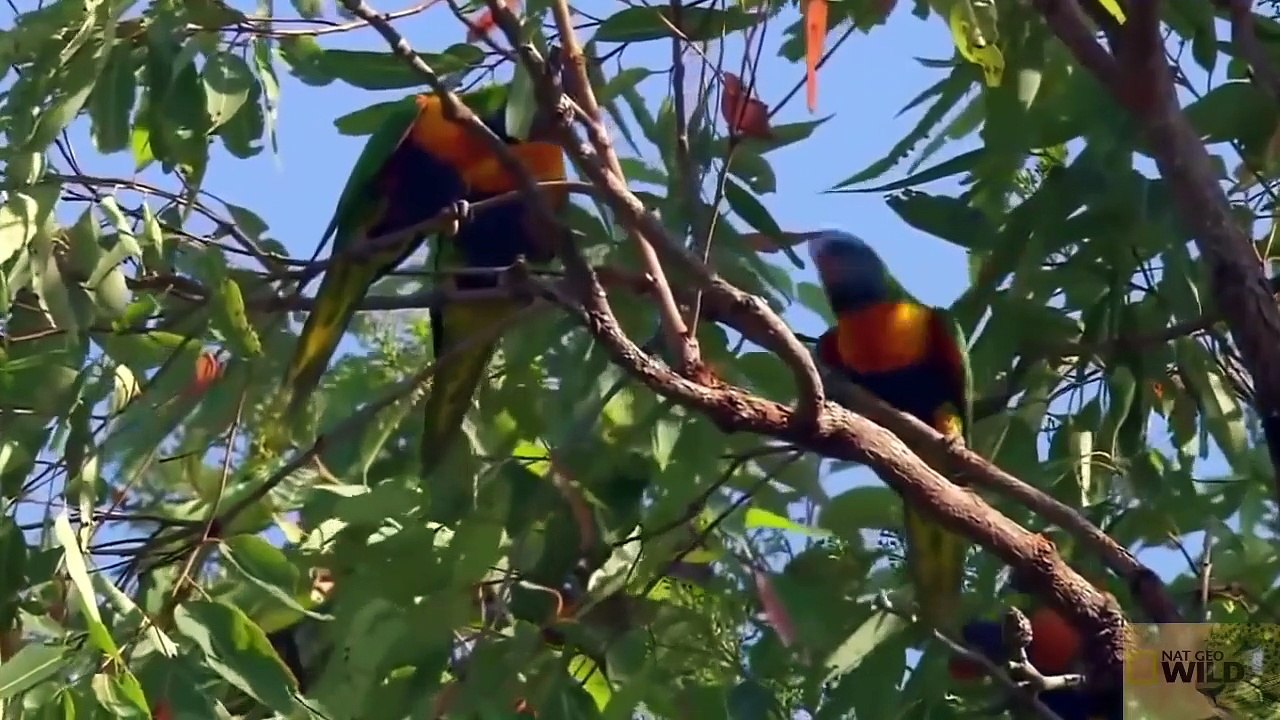 [Animals] - Discovery Channel Documentary - National Geographic Documentary