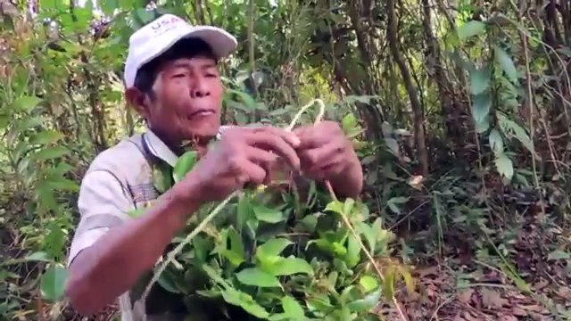 A man Harvest Giant Bees in the deep Jungle Part 8