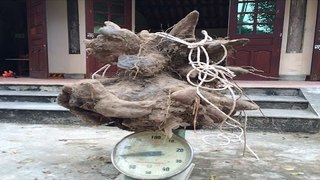 Chuyện có thật - Củ khoai vạc rồng ‘khủng’ nặng 73kg ở Nghệ An