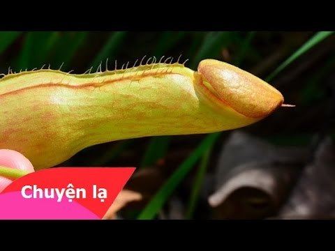 Những hình ảnh giống cái ấy của người đàn ông đến khó tin