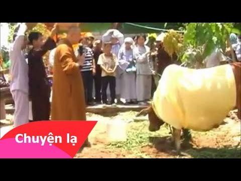 Chuyện lạ Việt Nam - Chú bò xin “quy y cửa Phật” ở Sài Gòn