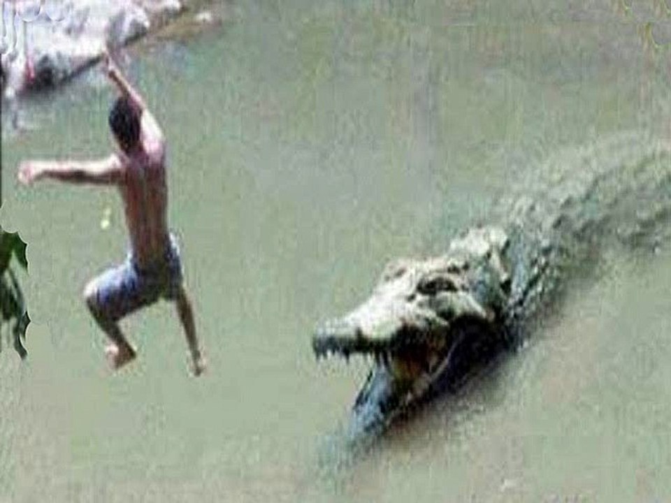 crocodilo ataca homem