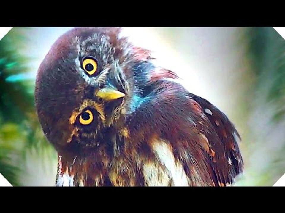 LA VALLÉE DES LOUPS (2017) - Bande Annonce / Fi...