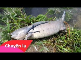 Chuyện lạ có thật – Cá có chân