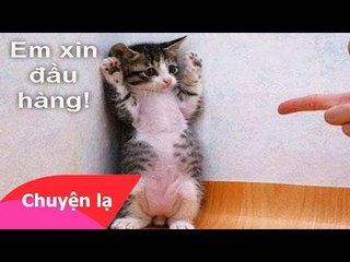 Những hình ảnh hài hước nhất thế giới về động vật