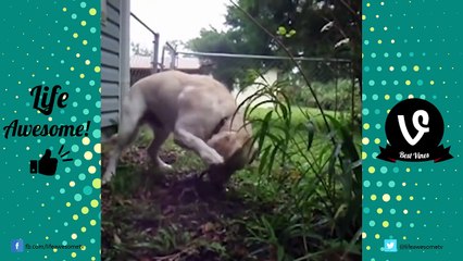 FUNNY ANIMALS COMPILATION 2017 Super Funny ANIMALS Videos!