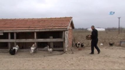 Bıldırcın Yumurtası 'Out', Yeşil Yumurta 'İn'