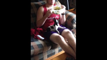 Ce chien est fou comme un ado.. Limite suicidaire !