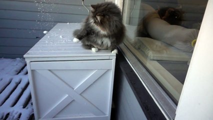 Ce chat attrape de la neige au vol en slow motion