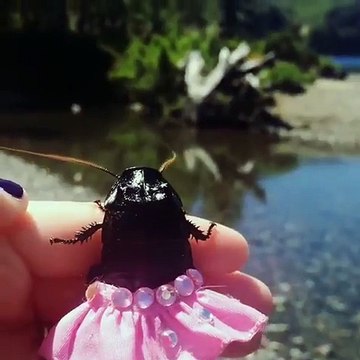 Ce cafard porte un TUTU de danseuse classique LOL