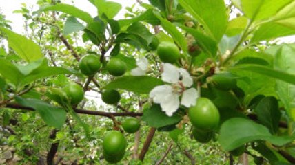 Eriğin Kilosu 300 TL'den Satılacak