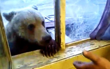 Pencereden Ayı Besledi