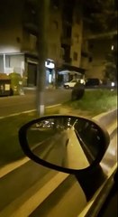 La corsa del cinghiale in via Baldo degli Ubaldi