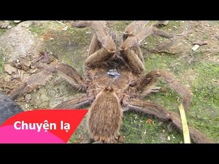 Chuyện lạ Việt Nam – Nhện khổng lồ ở Hà Tĩnh