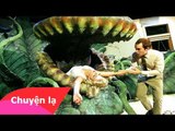 Chuyện lạ Việt Nam - Những loài hoa ăn thịt người và động vật