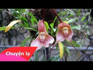 Chuyện lạ Việt Nam - Những loài hoa kỳ lạ nhất hành tinh