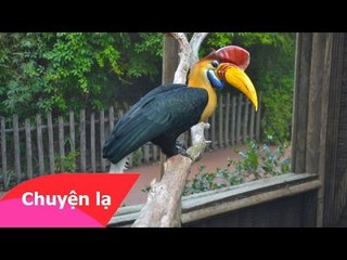 Strange birds - Những loài chim lạ nhất thế giới