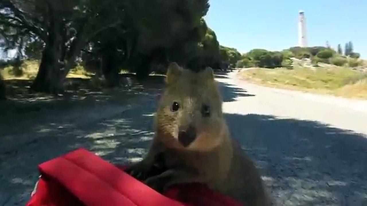 Quokka we Love you