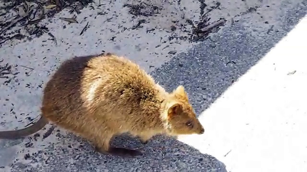 Quokka with baby