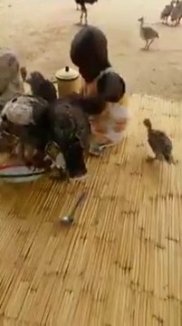 Ce gamin essaie désespérément de protéger son assiette !