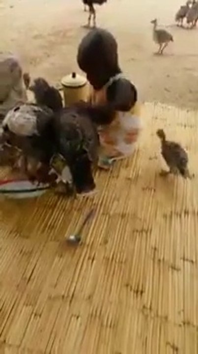 Ce gamin essaie désespérément de protéger son assiette !