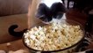 Mira lo que sucede cuando este gato descubre las palomitas de maíz por primera vez... Jajajaja ¡Esto es muy gracioso!