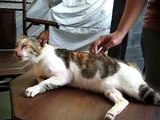 Mira cómo reacciona este gatito cuando le rascan su espalda... ¡Oh por Dios, es demasiado lindo!