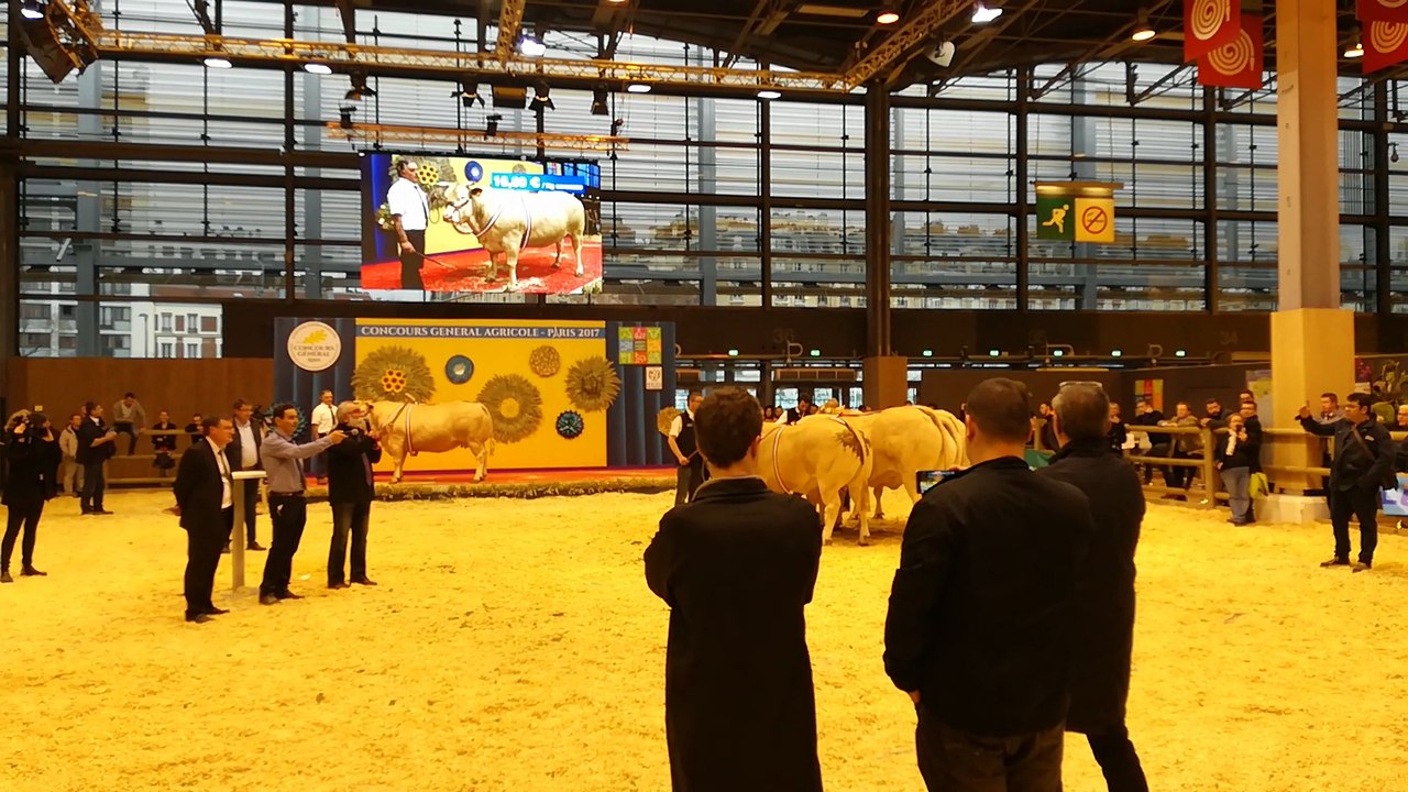 Salon de l'agriculture : vente aux enchères de vaches grasses