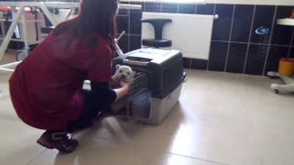 Erzincan'da Bulunan Yavru Ayı Kars'ta Koruma Altına Alındı