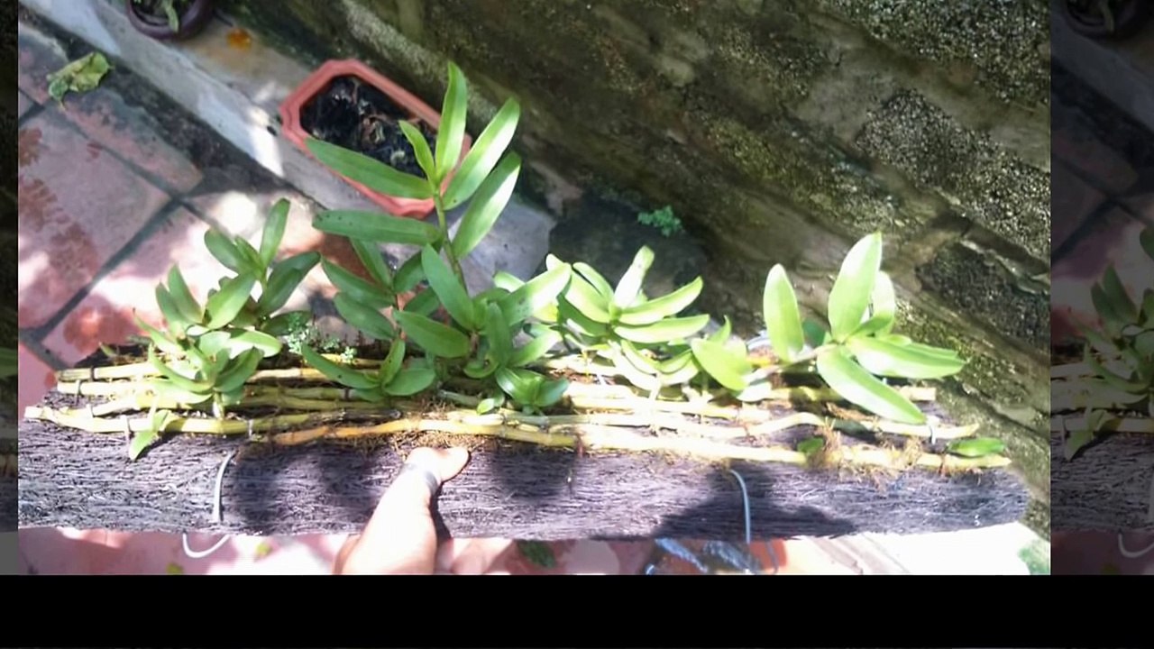 Cách ươm kie cho thân thòng