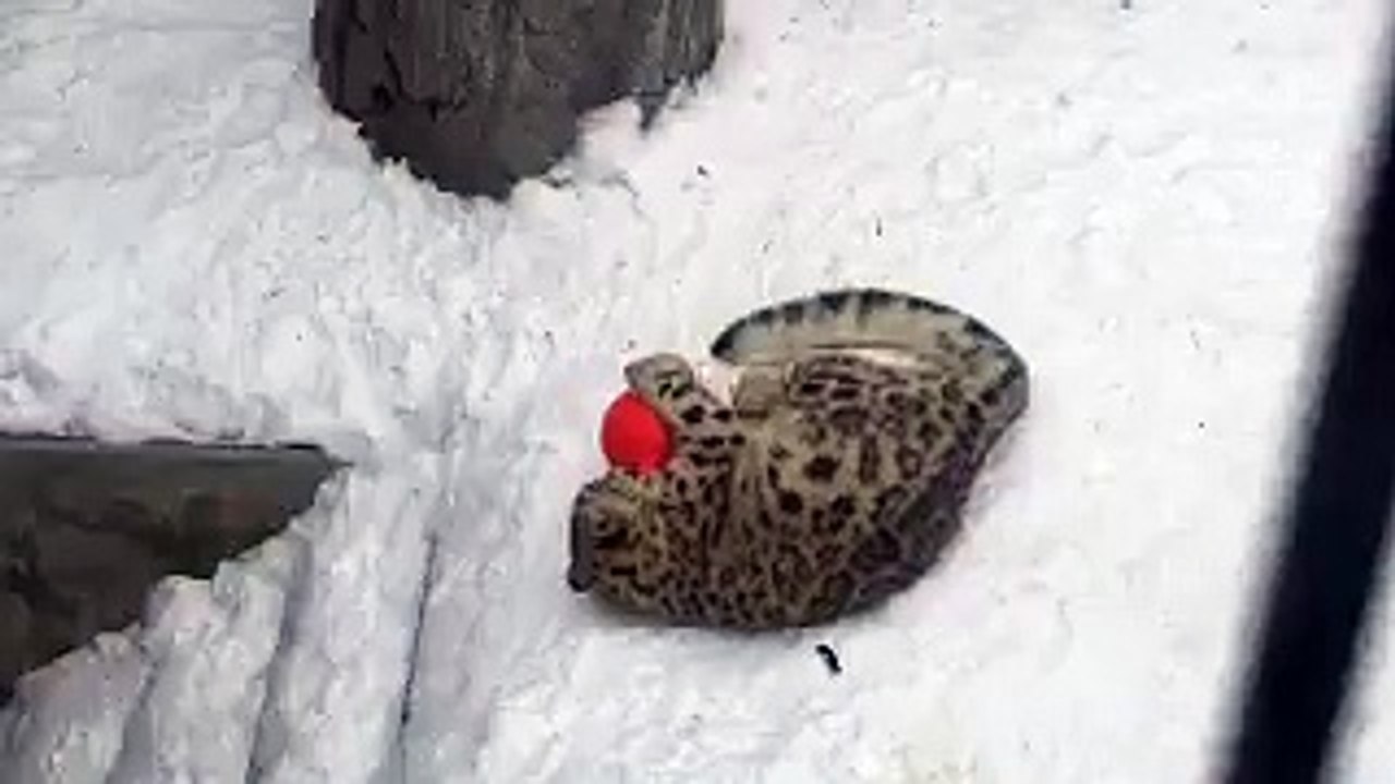 Une panthère des neiges joue avec une balle