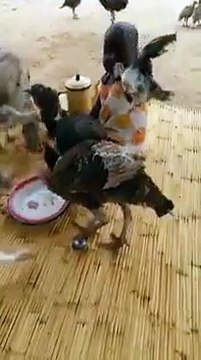 Un enfant essaie de protéger son assiette mais il a beaucoup trop de concurrence