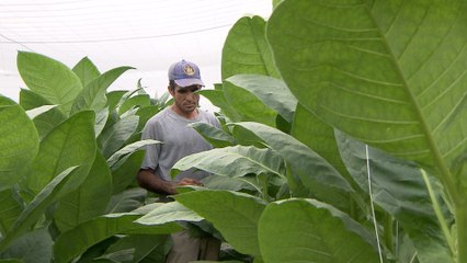 Así se cultiva la hoja del tabaco habano