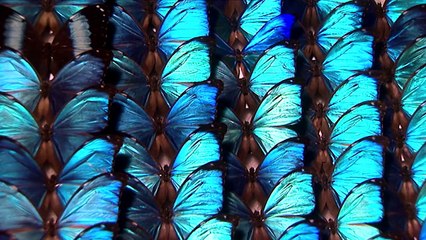 Precio a la vida - ¡Ahora en alta calidad! (Parte 1/5)