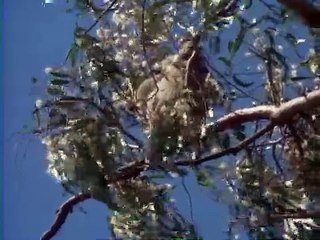 Australias Animal Mysteries