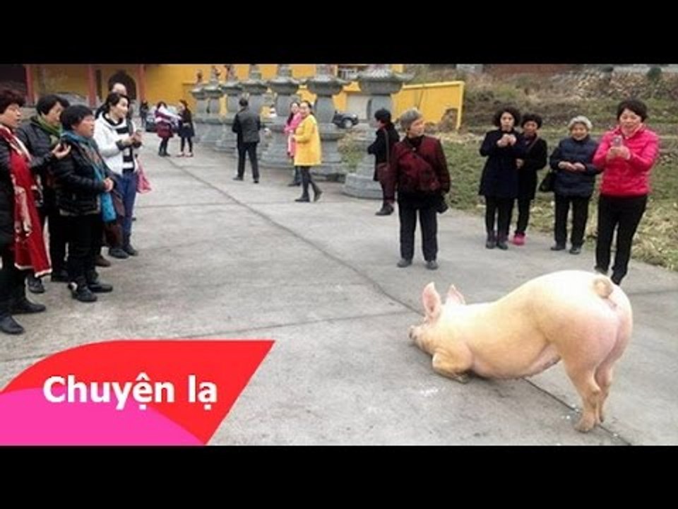 Chuyện lạ có thật – Lợn quỳ gối trước cổng chùa cầu cứu