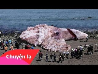 Chuyện lạ khó tin – Mực khổng lồ dài 49 mét