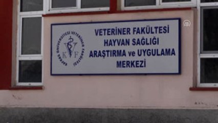 Yavru Ayı Misafir Gibi Ağırlanıyor