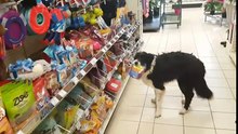 Un chien fait ses courses au supermarché