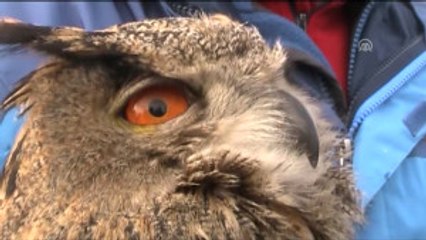 Tedavisi Tamamlanan Puhu Doğaya Bırakıldı