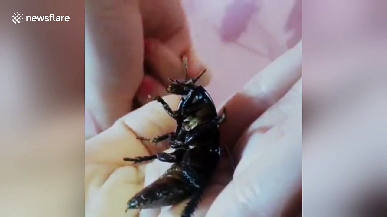 Pet cockroach drinks water from owner's finger