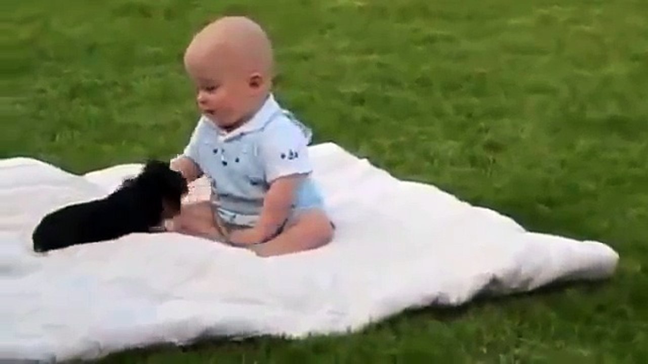 Un petit chien qui vient faire un câlin à un bébé !