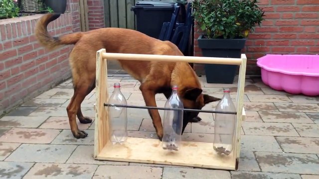 Botellas vacías + tubo + chucherías = perrete feliz