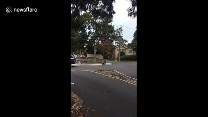 Kangaroo spotted walking the streets of Heidelberg, Australia